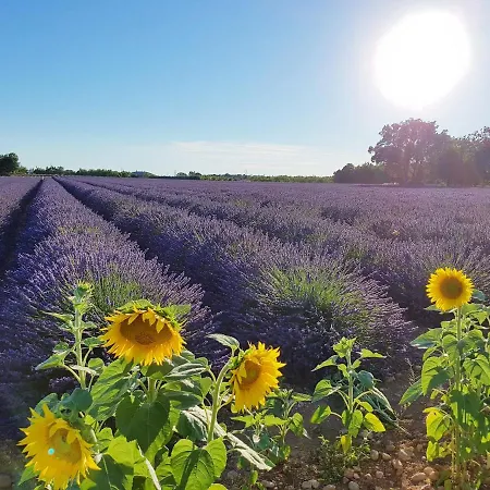 Lavanda Apartament *
